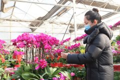    培育龙头 按图招商 我市轻工纺织财产“